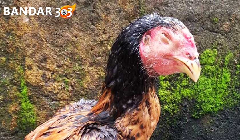 Cara Mudah Dan Ampuh Mengobati Penyakit Snot Pada Ayam Aduan